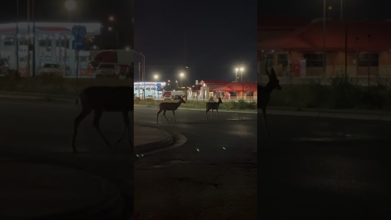 When you leave for work and get reminded you live in Montana #deer #doe #bucks #montana