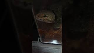 ヒョウモントカゲモドキの角堀り