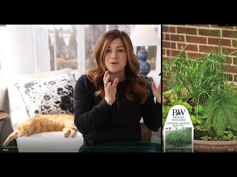 Découvrez le Papyrus Prince Tut