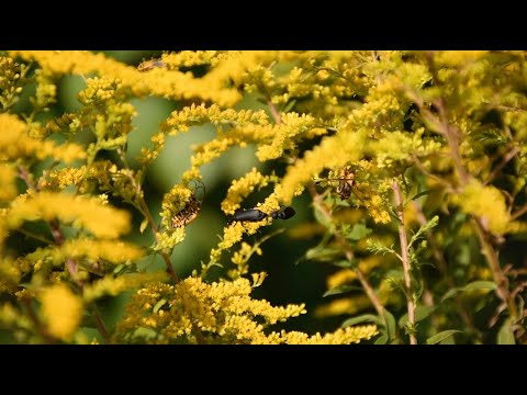 The Generosity of Golden Rod