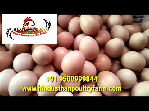 Bv380 Brown Eggs, For Household, Packaging Type: Crate