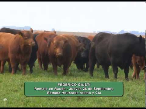 Federico Giusti   - Angus de Giusti - Remate en Rauch Jueves 26 de Septiembre