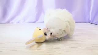 マルチーズの動画01