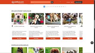 Golden Retriever Fiyat - Yavru, Satılık & Sahiplendirme İlanları | pat