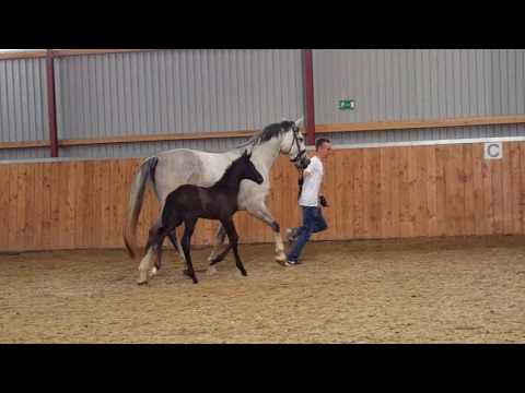 Millenium Hengstfohlen 2016