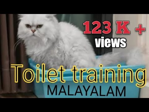 persian cat toilet training/ potti training /persian cat malayalam