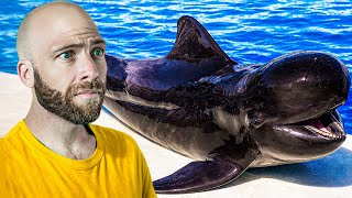 St. Vincent’s Most Controversial Food!! Whale Meat Story!!