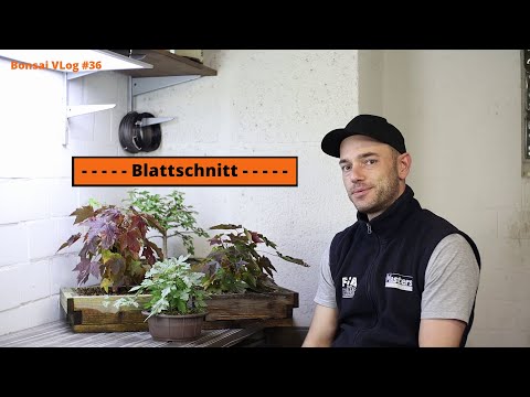 Not to be underestimated, the leaf pruning field is easy 😉 | Bonsai VLog #36