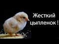 Жесткий цыпленок ! 