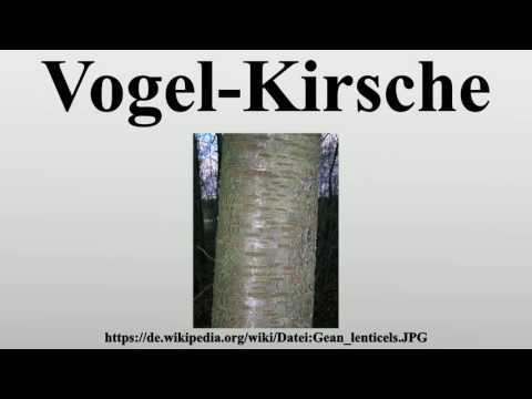 Vogel-Kirsche
