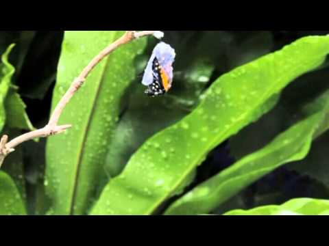 Chandra Lacombe - Além da Covardia