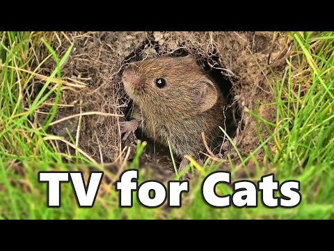 Catflix : Cat TV ~ Mouse Hole Mice ⭐ 8 HOURS ⭐