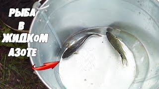 Умрет ли рыба, если ее засунуть в жидкий азот - Видео онлайн