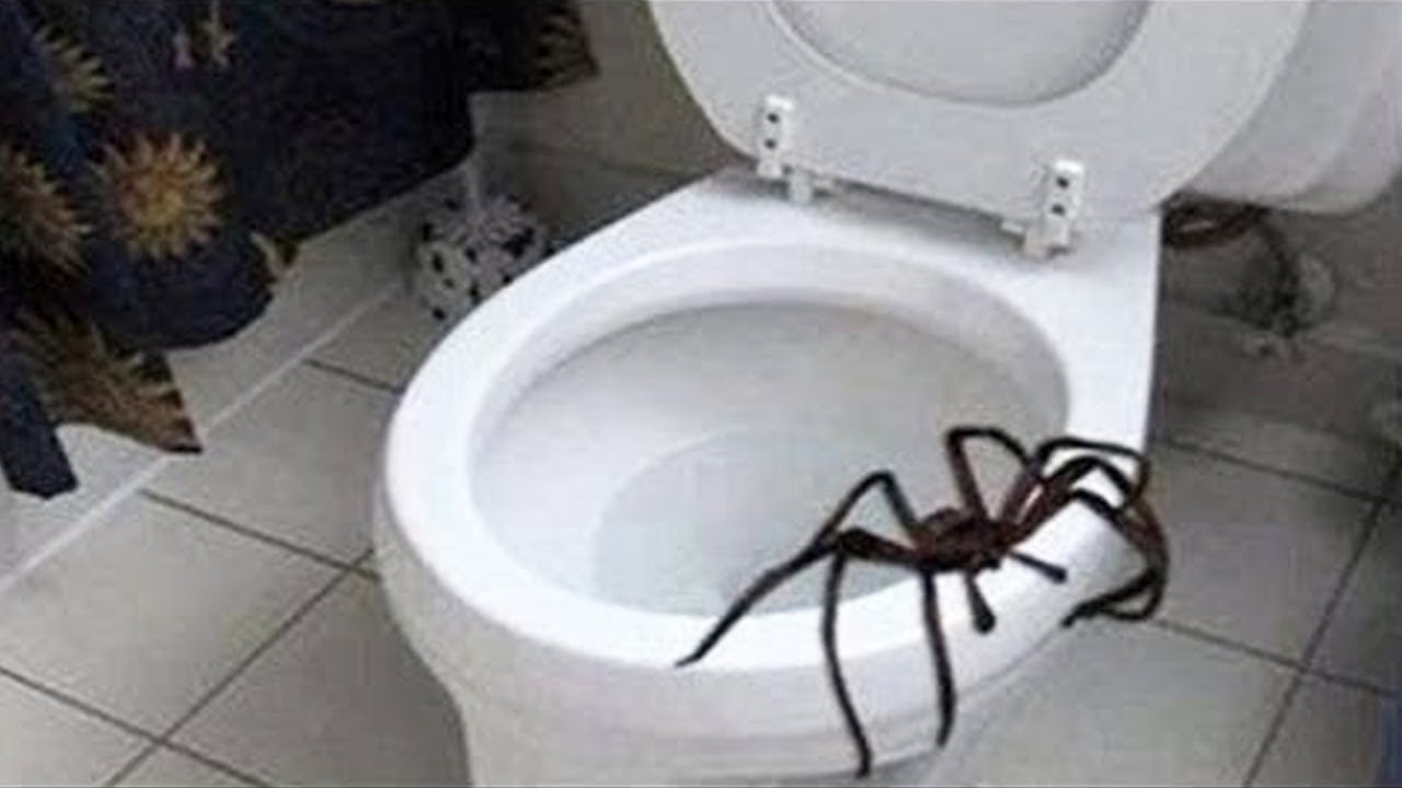 giant spider attacks man..