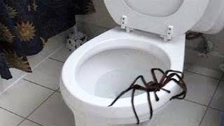 giant spider attacks man.. video