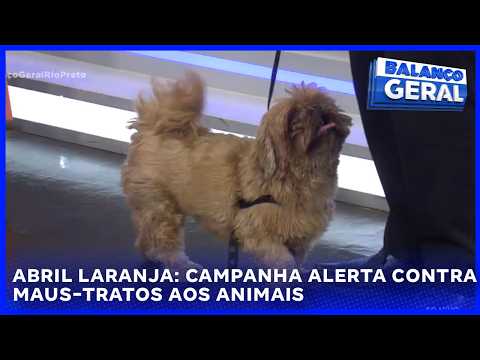 Campanha Abril Laranja reforça proteção animal em São José do Rio Preto.