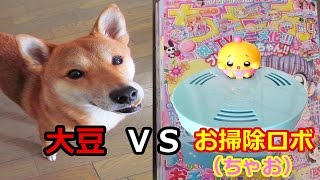 ちゃおの付録と戸惑う犬　～犬の毛はお掃除ロボで吸えるのか？～
