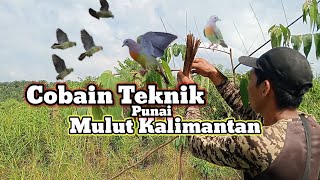Download lagu Mulut Burung Punai Khas Kalimantan Di Lokasi Ribuan Burung Punai mp3 Download lagu Mulut Burung Punai Khas Kalimantan Di Lokasi Ribuan Burung Punai mp3