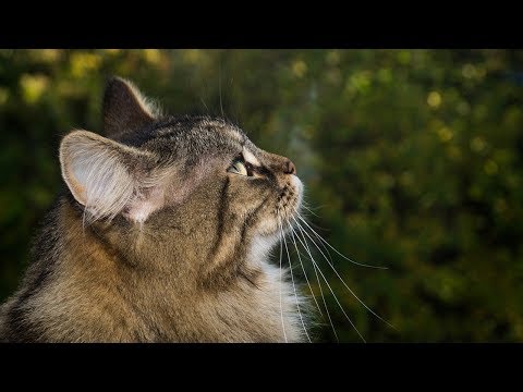 How to Care for Norwegian Forest Cats - Feeding Your Norwegian Forest Cat