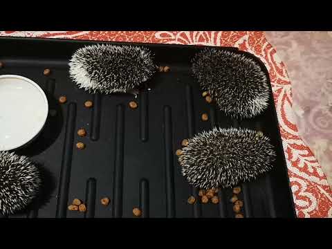 jeżyki pigmejskie - styczeń 2022 r. 4 tydzień cz. 1