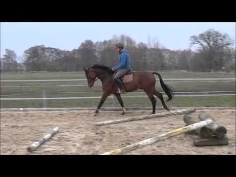 Hengst 3j.v. Convoi erste Sprünge unter dem Sattel