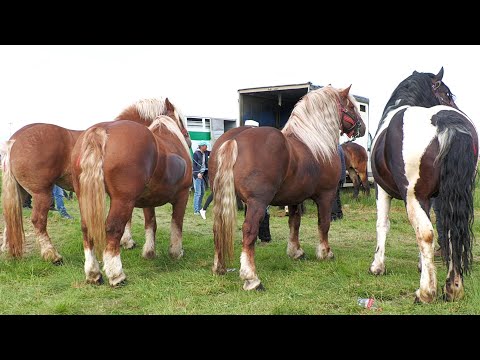 Baciu Zoli's stallions and mares from Micula-Satu Mare 2025