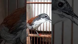 Download lagu Burung SNIPER Gacor Memanggil L4wan mp3