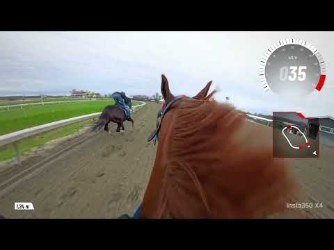 Working a racehorse from the gate with 2 other horses !!!!!!! MUST WATCH. FAST HORSR