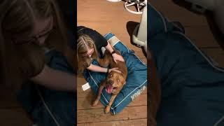 Video preview image #2 American Staffordshire Terrier Puppy For Sale in CHARLOTTE, NC, USA