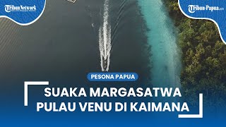 Pesona Alam Suaka Margasatwa Pulau Venu di Kaimana, Menyimpan Banyak Biodiversitas yang Menarik