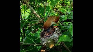 Download lagu baby prenjak birds that still have difficulty feeding themselves mp3 Download lagu baby prenjak birds that still have difficulty feeding themselves mp3