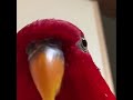 Red Bird Laughing Meme [HIGHER QUALITY]
