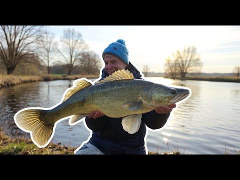 Fishing for trophy zander in winter: Here they are in the river