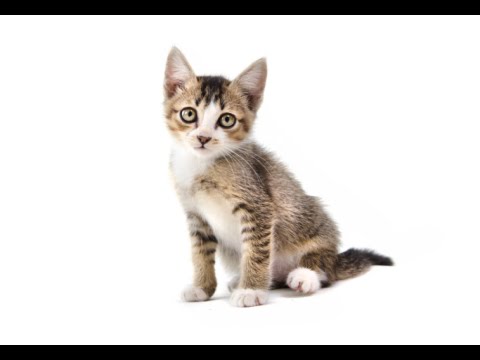 How to Take Care of a Stray Kitten - Kittens Rescued