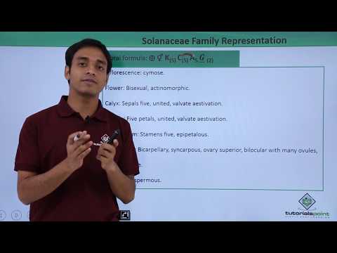 Class 11th – Floral Formula – Solanaceae Family Representation | Tutorials Point