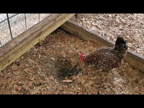 RentACoop Roll Out Nesting Box Review