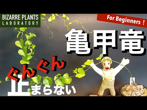 ディオスコレアについて詳しく解説