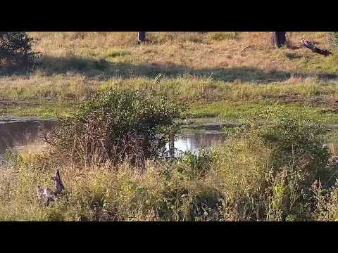 Djuma Private Game Reserve Live Stream