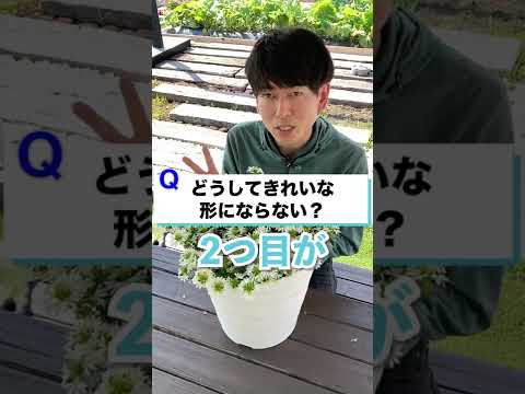 水族館の水で花の成長と開花を促進する方法