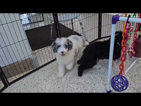 Videos from Woodlot Companions