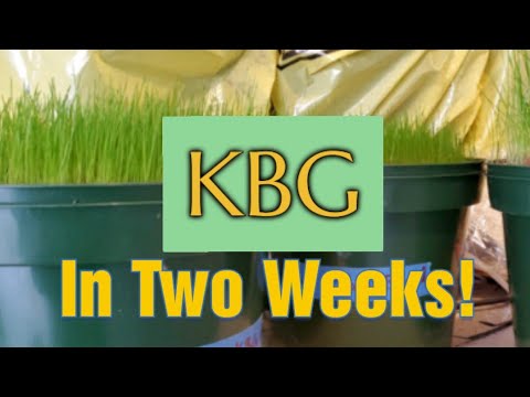 Kentucky Blue Grass vs Perennial Rye From Seed: Germination & Growth Rate Comparison