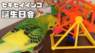 Birthday party with a 4 year old parakeet🎉