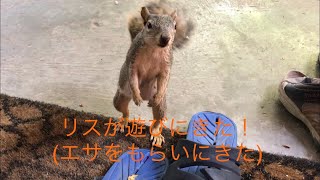 A cute visitor "SQUIRREL" かわいいリスが遊びに来た！