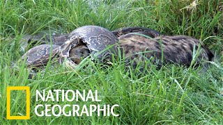 [外絮] CFO FB 感覺可以飽到蛇年...