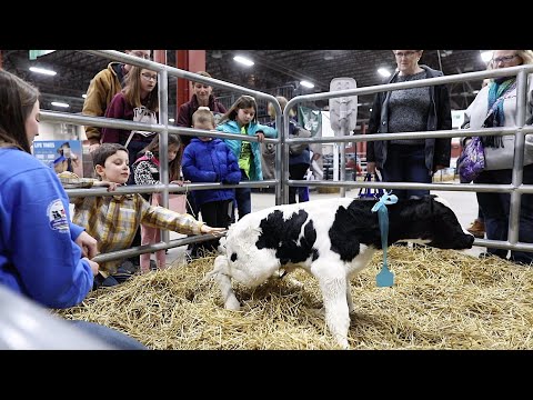 Baby Holstein cow calf Takes First Steps at Pennsylvania Farm Show 2020