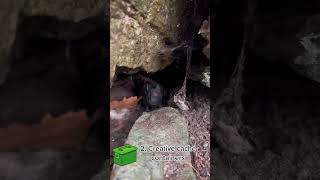 💡 LEARN: #Geocaching with kids! 💡