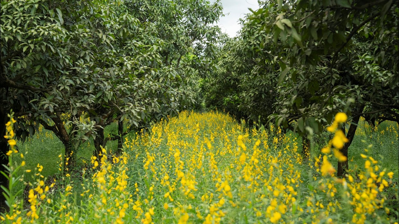 Agro-ecological Practices in Mango Farming