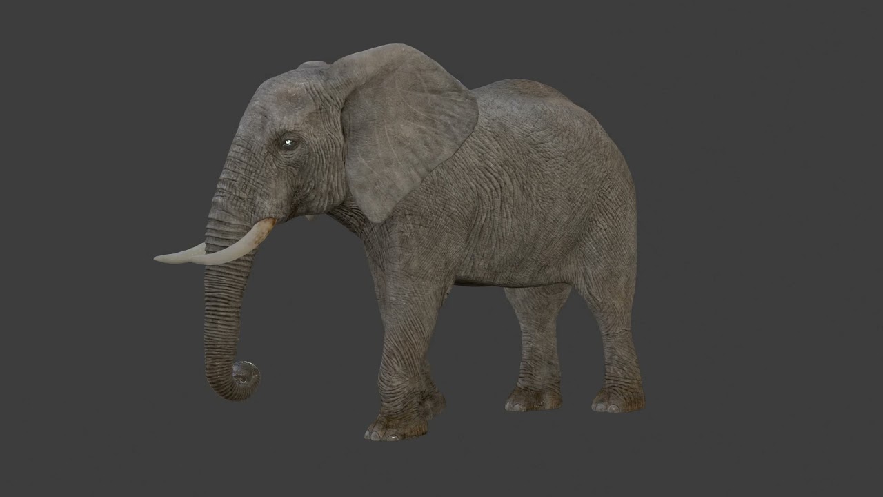 African Elephant Rigged Animated 3D Model