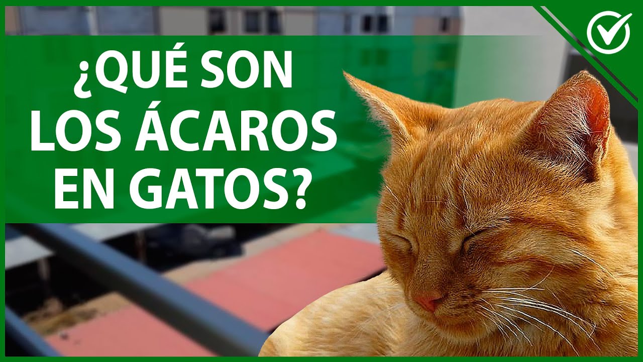 🐱 Ácaros en gatos: Qué son, Tipos, Síntomas y Tratamiento 🐱
