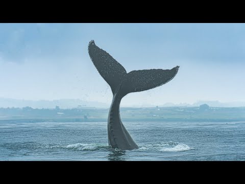 image-What month is best for whale watching?